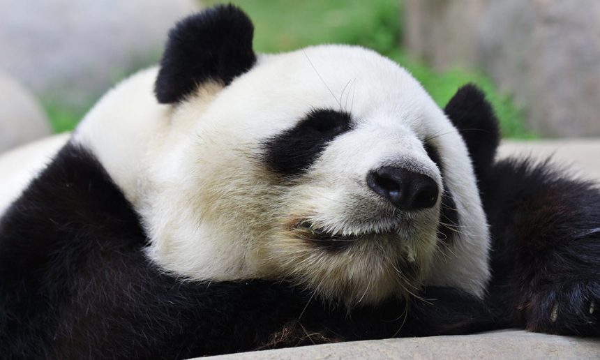 Interview with a Panda Bear